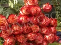 bhn-roses-image-01-591x1024