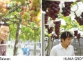 grapes-in-taiwan-01-1024x318