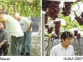 grapes-taiwan-v2-01-1024x318