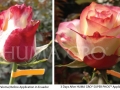 rose-paloma-01-1024x625