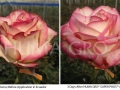 rose-paloma-2-01-1024x582